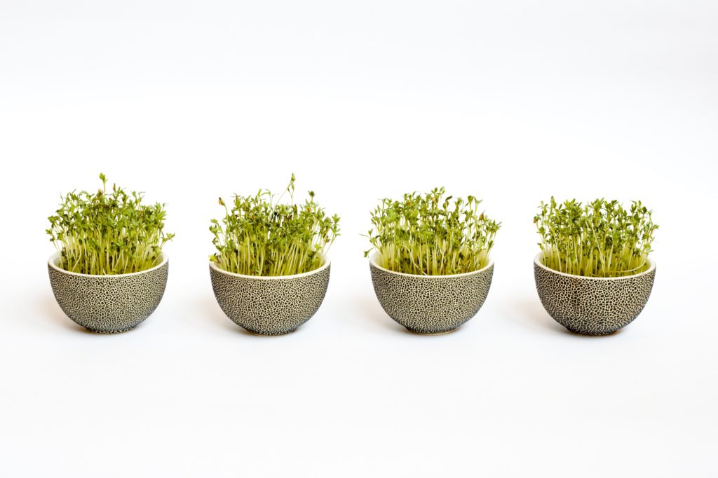 sprouts-in-bowl-containers